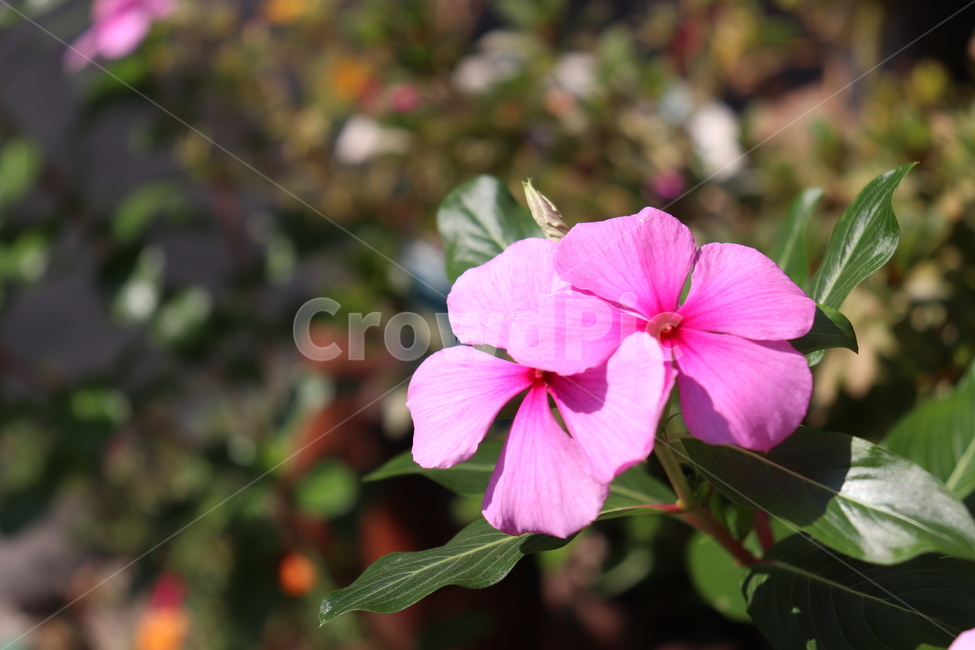 꽃,plant,식물,분홍색,flower,풍경