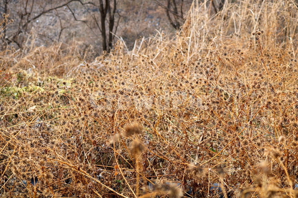 도깨비바늘,꽃,식물,야생화,들꽃,풀,잡초,씨,씨앗,국화,국화과,자연,겨울,귀침초,귀침채