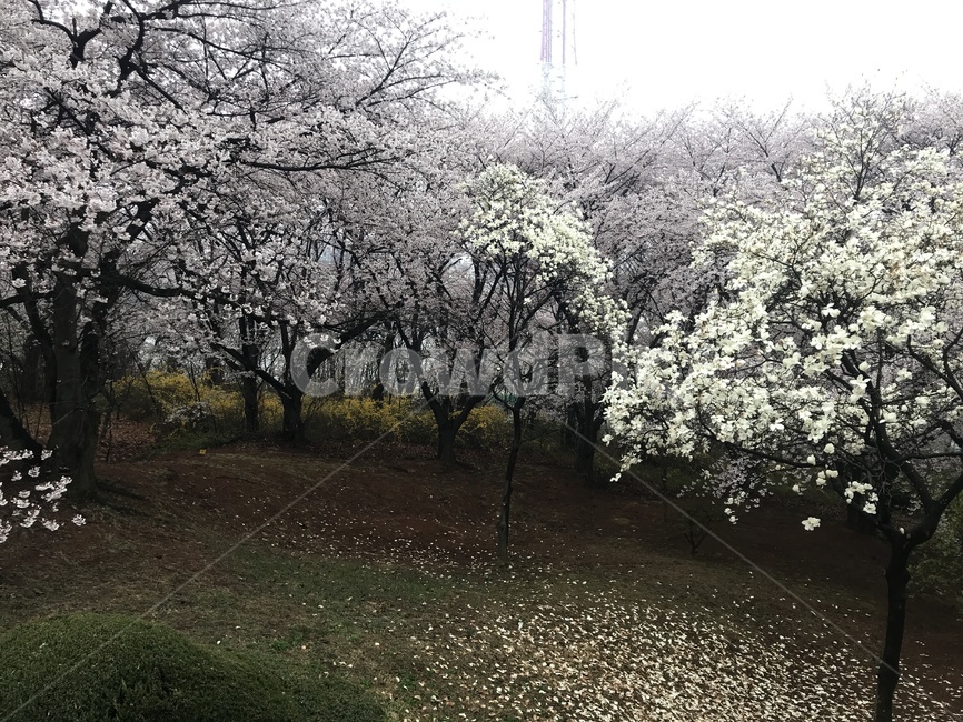 nature,자연,식물,벗꽃,아침꽃