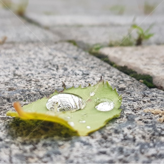 rain,raindrops on leaves,After the rain,water droplets on leaves,After the rain stopped,leaf,raindrop
