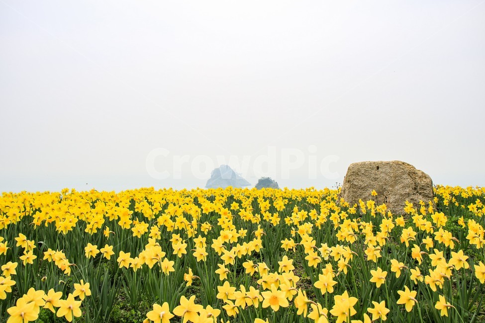 오륙도,봄,꽃,노란색,수선화,봄,계절,spring,season,자연,풍경,nature,landscape,한국자연풍경,한국자연경관,korea nature landscape,식물,plants,꽃,flower,field,들,outdoors,옥외,grassland,목초지