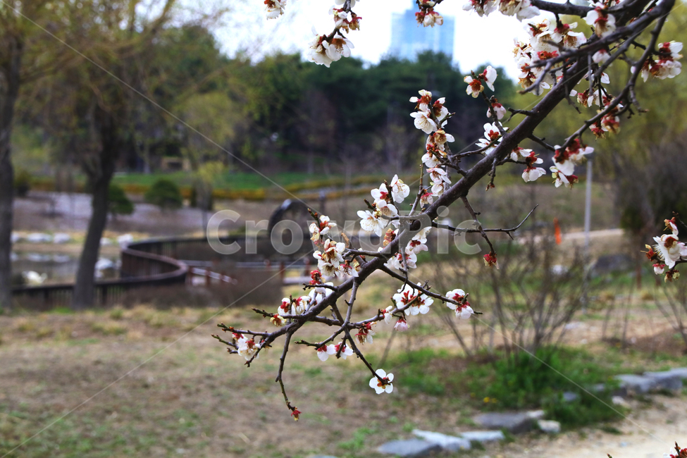 벚꽃,벗꽃,사쿠라,일본꽃,일본,꽃,꽃나무,봄,만개,나무,입춘,식물,자연,plants,nature,꽃,flower