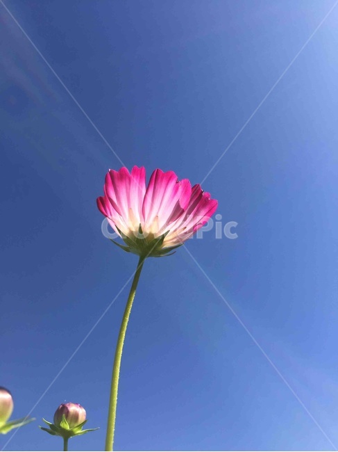 꽃,코스모스,햇살,가을,가을꽃,가을,계절,fall,autumn,season,식물,자연,plants,nature,꽃,flower,plant,blossom