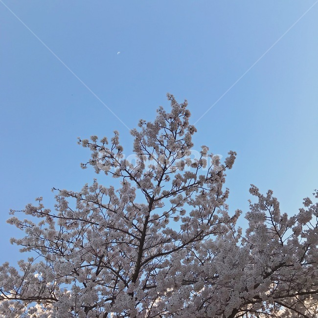 벚꽃,꽃,나무,봄,파란하늘,낮,아침