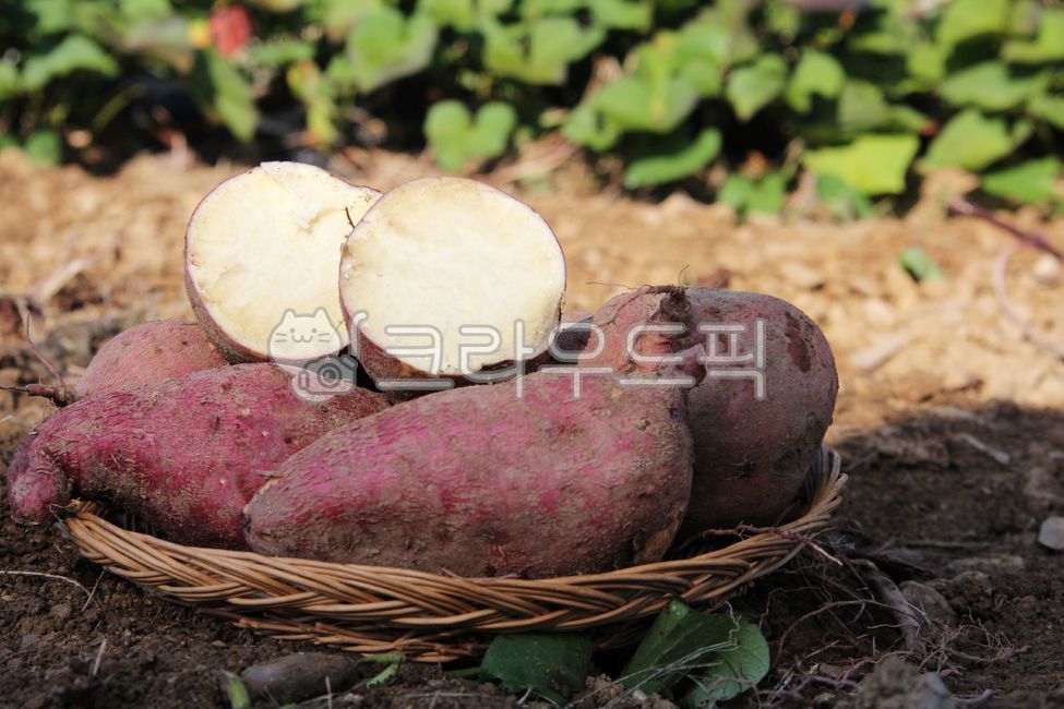 chestnut sweet potato,sweet potato stem,sweet potato,Sweet potato farming,Sweet Potato Harvest,plant,sweet potato field