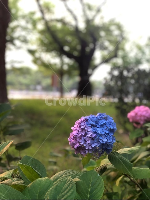 수국,공원,꽃,수국축제,수국꽃