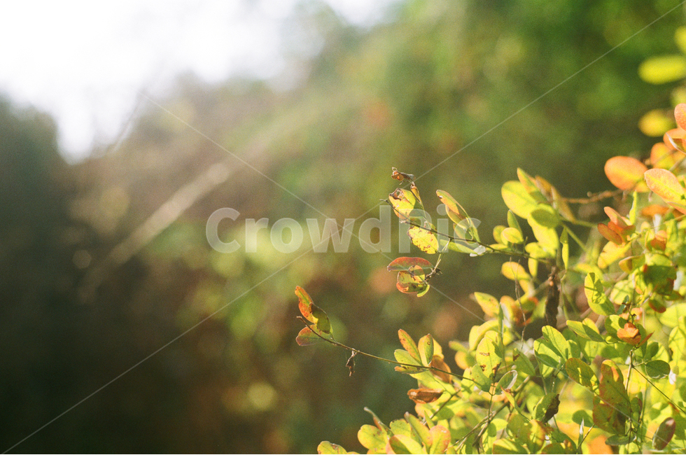 자연,숲,풀,풍경,덤불,수풀,감성,식물,식물,자연,plants,nature,휴식,힐링,rest,relaxation,healing