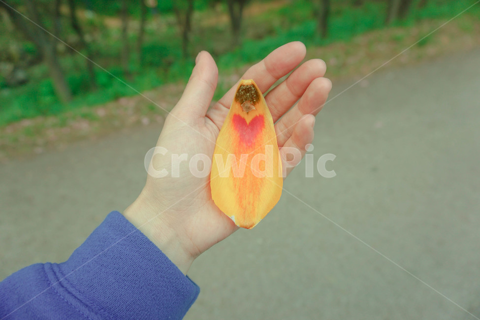 하트,사랑,꽃잎,봄,연애,손,자연,감성,따뜻한,꽃