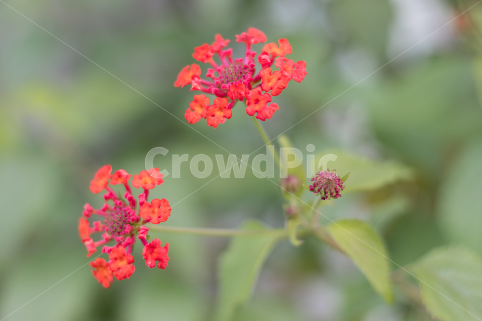개나리,봄,꽃,장미,꿀벌,국화,야생화,식물,자연,plants,nature,꽃,flower