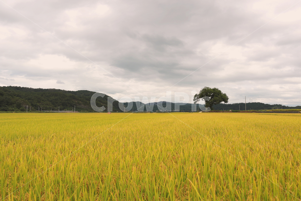 가을,추석,벼,가을논,시골마을,가을,계절,fall,autumn,season,자연,풍경,nature,landscape,outdoors,옥외,grassland,목초지,field,들,paddy field,패디 필드