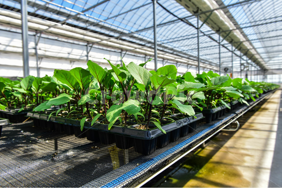 온실,greenhouse,모종,묘종,육묘장,성장,대목,growing,새싹,고추대목,seed,seeds,건강,green,초록,식물,자연,plants,nature,봄,농사,파종,씨앗,종자,식물,자연,plants,nature,농업,농사,agriculture,farming,farming industry