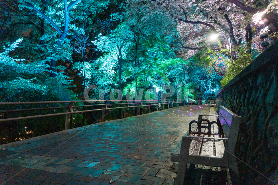 자유공원,산책,야경,벤치,공원,의자,bench,chair,prak,길,산길,숲,숲길,오솔길,수풀,나무,자연,led,조명,tree,통행로,path,nature