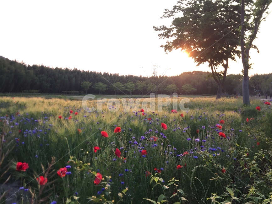 outdoors,grassland,nature,field,meadow,자연,들,countryside,rural