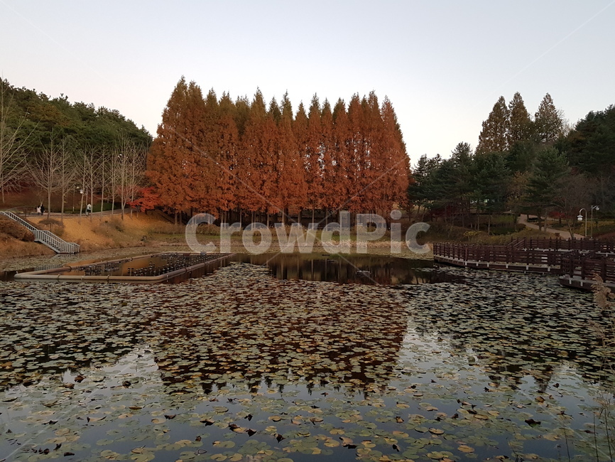 대청호,청남대,가을대청호,청남대가을,청남대단풍나무,대청호석양,대청호나무,호수나무,물,나무,단풍나무