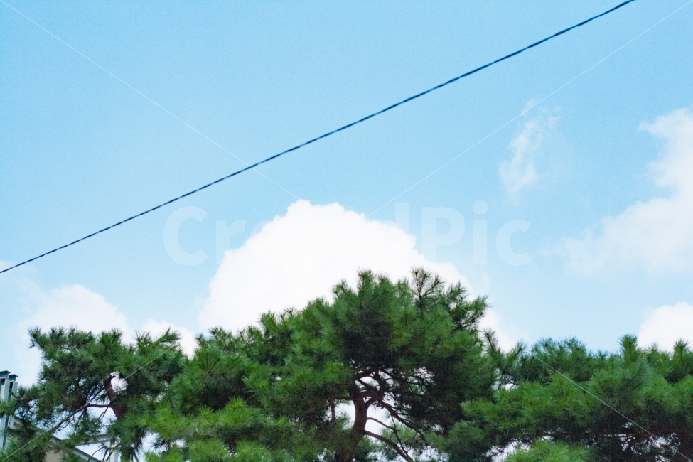 하늘,구름,소나무,나무,전선,가을,가을하늘,가로수,자연,풍경,nature,landscape,transportation,교통,vehicle,차량,cable car,케이블카