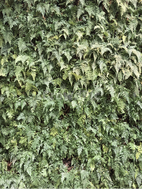 덩굴쟁이,푸른,잔디,산,초록,배경,숲배경,나무잎,식물,자연,plants,nature