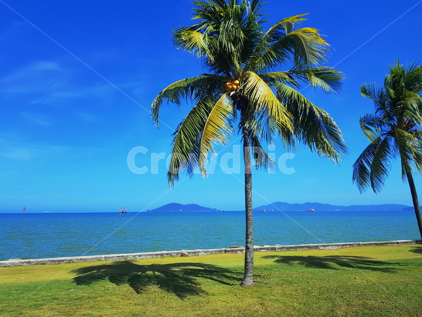 summer,여름,plant,식물,야자수,바다,하늘,색감,이국적인,sea,sky,blue,tree,나무,말레이시아,nature,자연,코타키나발루,outdoors