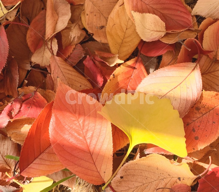 가을,단풍,은행,분위기,나뭇잎,식물,plant