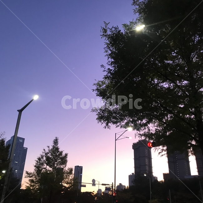 새벽,아침,하늘,보라색,가로등,야경,밤,풍경,nightscape,night,landscape