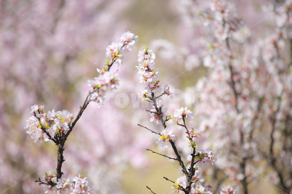 벚꽃,꽃,새싹,봄,벚꽃놀이,하늘,분홍색,분홍색꽃,캐논,5dmark3,봄,계절,spring,season,식물,자연,plants,nature,꽃,flower,plant,blossom,cherry blossom