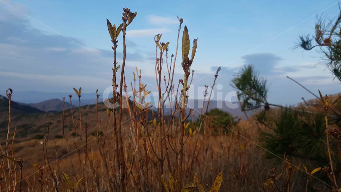 산,들,풀,식물,나무