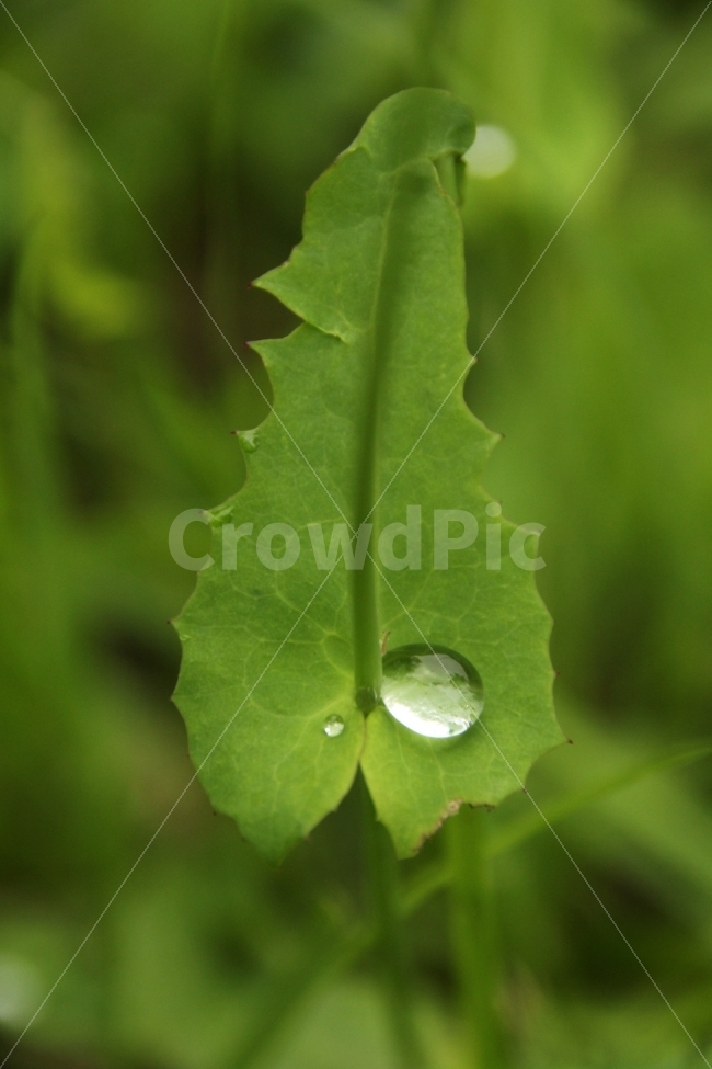 잎사귀,비오는날,물방울,옥구슬,투명,식물,자연,plants,nature