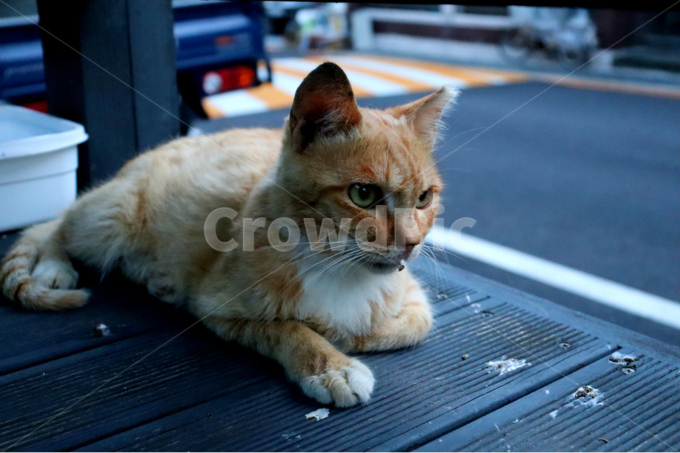 고양이,길고양이,길냥이,새끼고양이,아기고양이,반려묘,반려동물,애완동물,야옹이,동물,동물,animal,포유류,mammal,고양이,cat,kitten,kitty