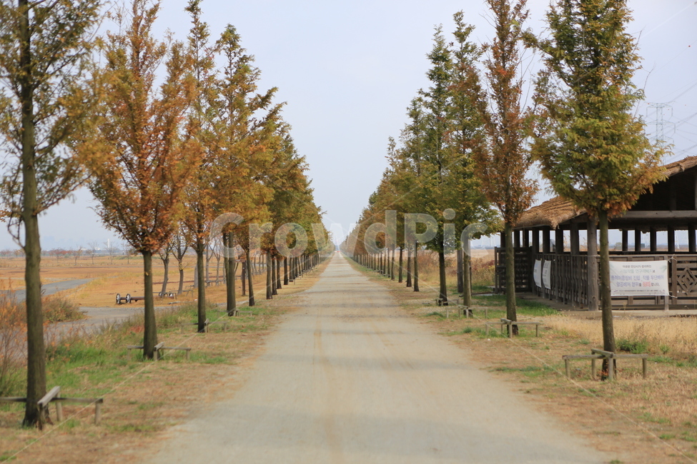 안산,메타세콰이어길,대부도,바다향기,테마파크,가을,가을,계절,fall,autumn,season,tree,나무,plant,식물