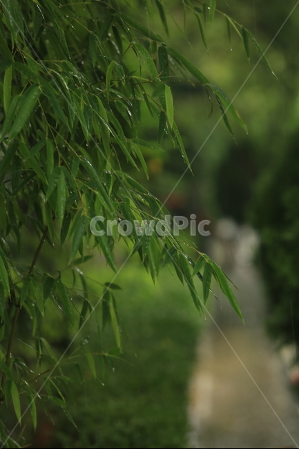 비,소경,풍경,비오는날,비오는소경,rain,식물,자연,plants,nature,비,비오는날,rain,rainy