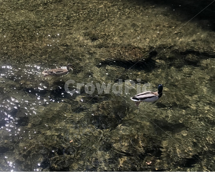 animal,동물,오리,청둥오리,하천,새,bird