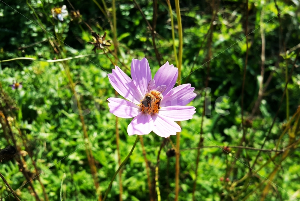 식물,꽃,벌,자연,꿀벌,코스모스,plants,flower,nature,bee,식물,자연,plants,nature,꽃,flower,동물,animal,곤충,벌레,insect,bug