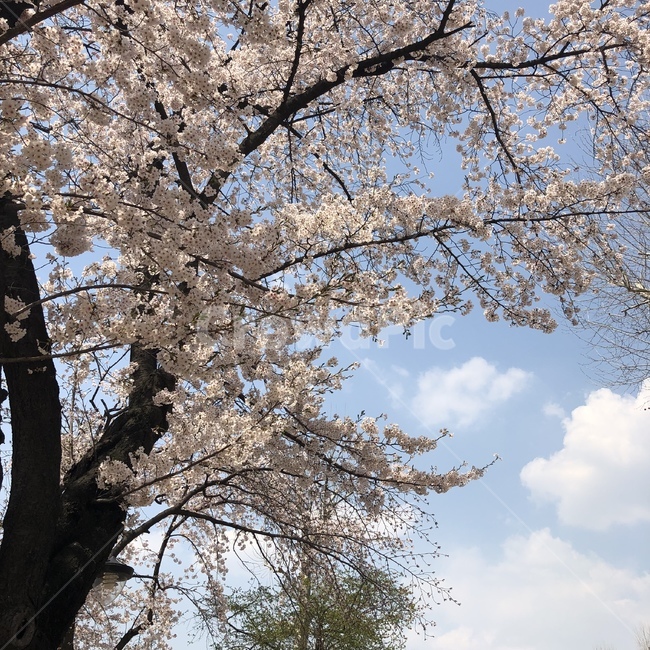 벚꽃,하늘,풍경,꽃,나무