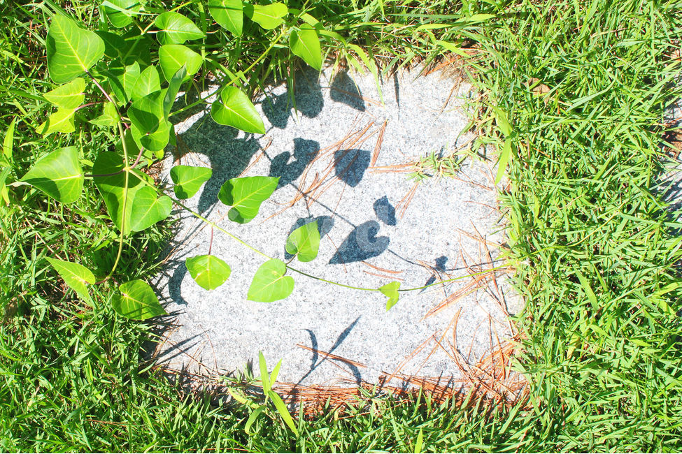 자연,하트,그림자,식물,풀,초록,green,heart,식물,자연,plants,nature,휴식,힐링,rest,relaxation,healing