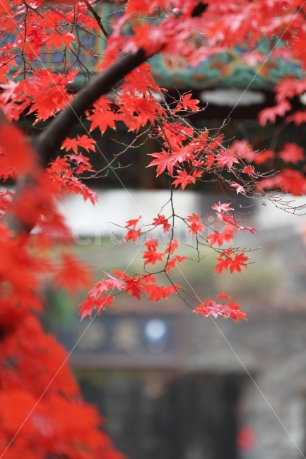 단풍잎,단풍,가을사진,가을,감성사진,가을,계절,fall,autumn,season,식물,자연,plants,nature,나무,trees,wood,plant,leaf,잎,tree,maple