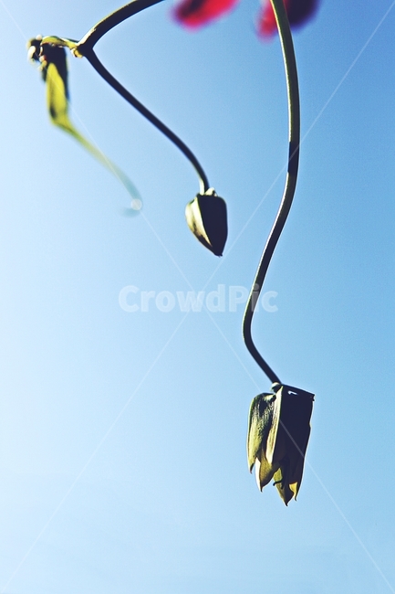 식물,줄기,몽우리,자연,공원,가을,야외,식물,자연,plants,nature