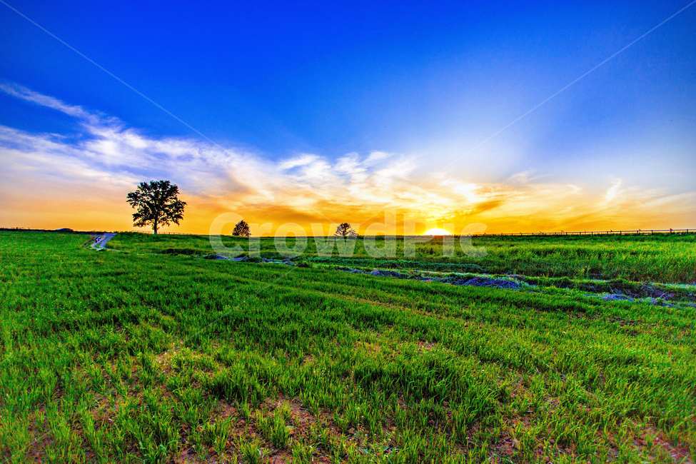 들판,자연,하늘,파란하늘,나무,녹새,자연,풍경,nature,landscape,field,들,outdoors,옥외,grassland,목초지