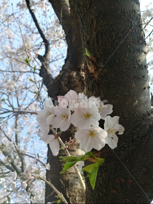 봄,벚꽃,식물,flower,cherryblossom,꽃,flower