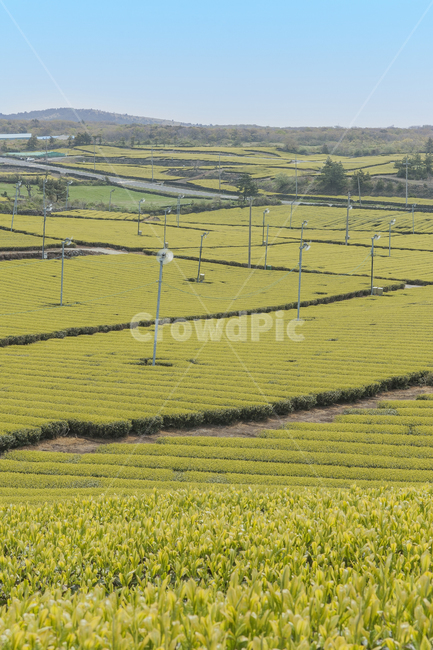 맑음,nature,field,들,outdoors,옥외,grassland,farm,농장,rural,농촌,countryside,자연,녹색,여름,배경,하늘,풍경,시골의,식물,봄,농업,아름다운