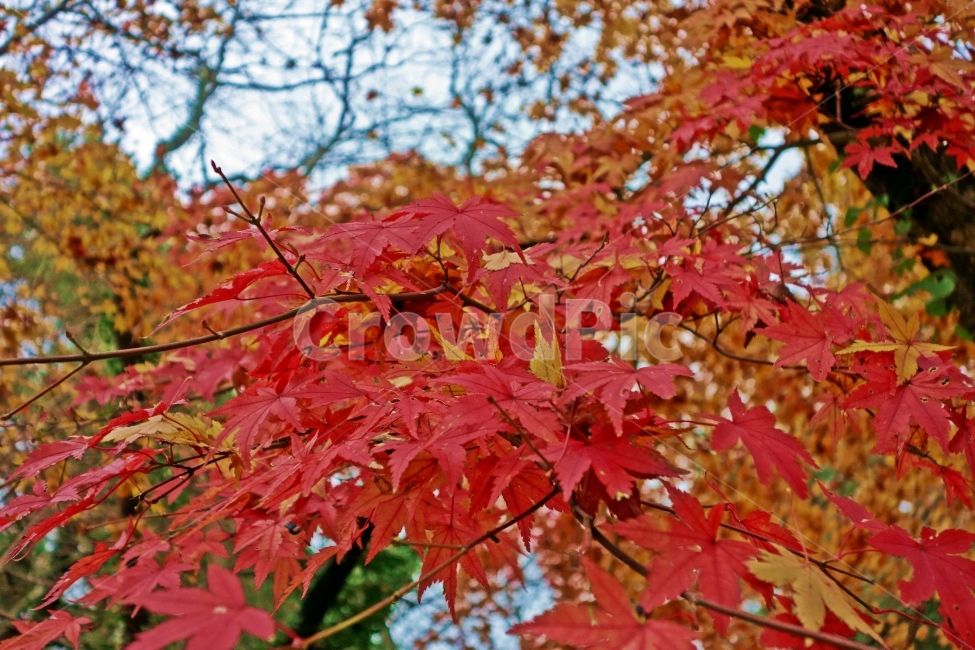 제주도,한라생태숲,단풍,가을,빨간,단풍나무,제주,제주도여행,제주여행,여행,자연,풍경,경치,아름다운,전망,그림,같은,뷰,나무,잎,단풍잎,계절,나뭇잎,빛깔,변화,가을,계절,fall,autumn,season,식물,자연,plants,nature,leaf,plant,tree,maple