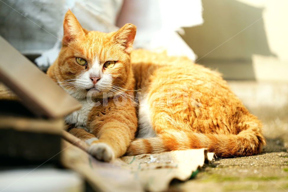고양이,길냥이,돼냥이,치즈냥,누렁이,나른함,휴식,힐링,길고양이,야옹이,냐옹이,유기묘,반려묘,애완동물,반려동물,야생동물,떠돌이,캣,펫,동물,animal,포유류,mammal,고양이,cat,kitten,kitty