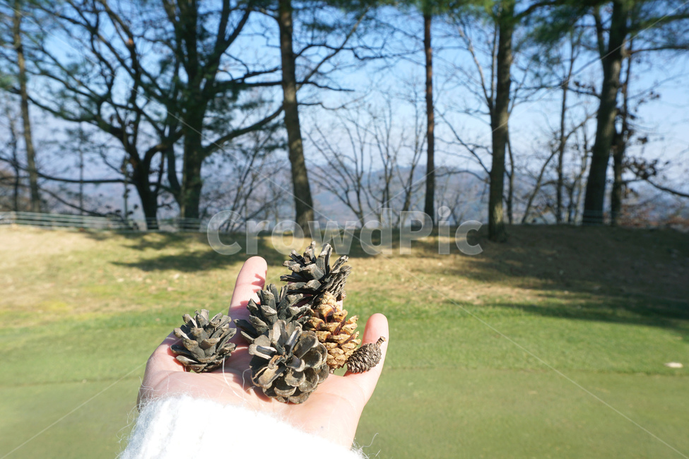 풍경,자연,nature,outdoors,옥외,한국풍경,한국자연,koreanature,beautykorea,손,파인,pine