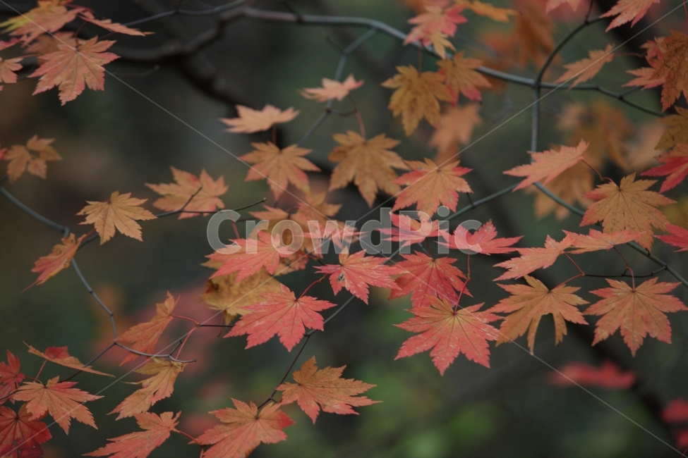 가을,나무,단풍,산책,maple,가을,계절,fall,autumn,season,식물,자연,plants,nature,leaf,잎,plant,tree