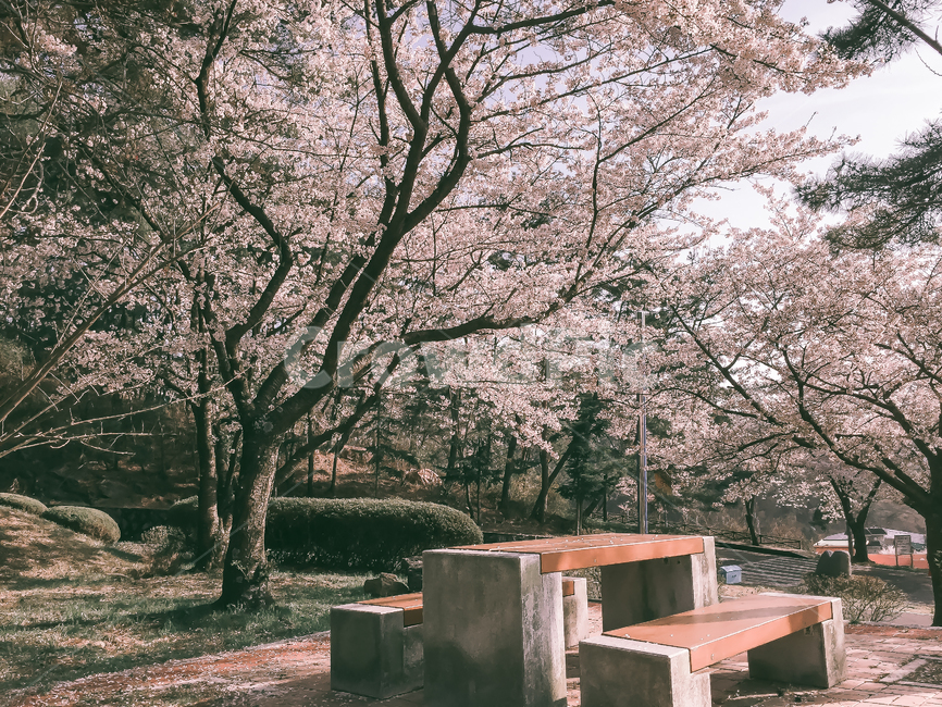 필름,감성,일본,봄,벚꽃