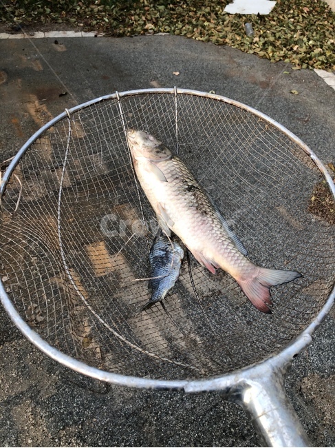물고기,생선,죽은물고기,deadfish,fish,민물고기,민물생선,어류,물고기,fish