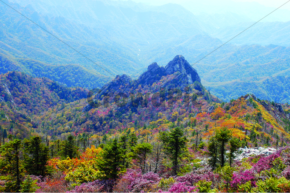 자연,설악산,단풍,가을,나무,산,바위,가을,계절,fall,autumn,season,plant,식물,tree,fir,전나무