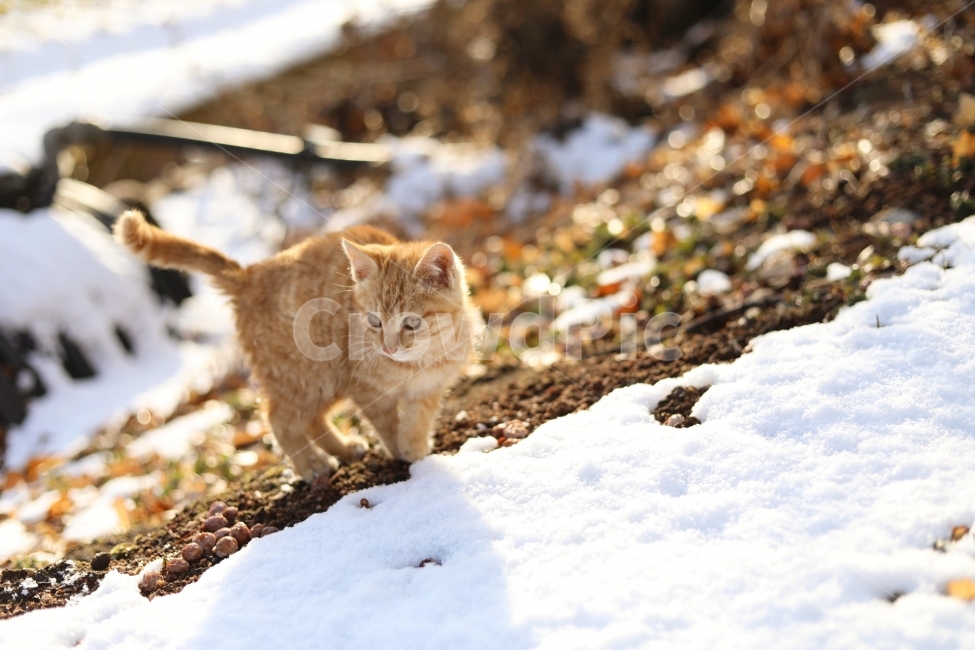 동물,고양이,야옹이,캐논사진,빛모아농원,궁댕이아기,다니,겨울,계절,winter,season,동물,animal,포유류,mammal,고양이,cat,kitten,kitty
