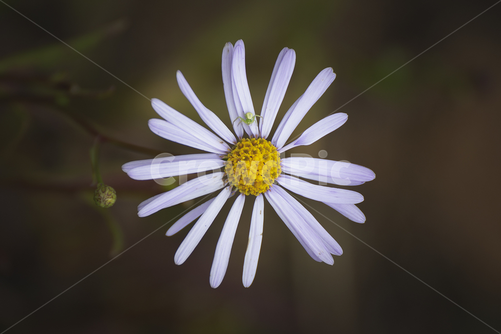 민들레,plant,식물,daisies,blossom,flower,데이지,daisy,꽃