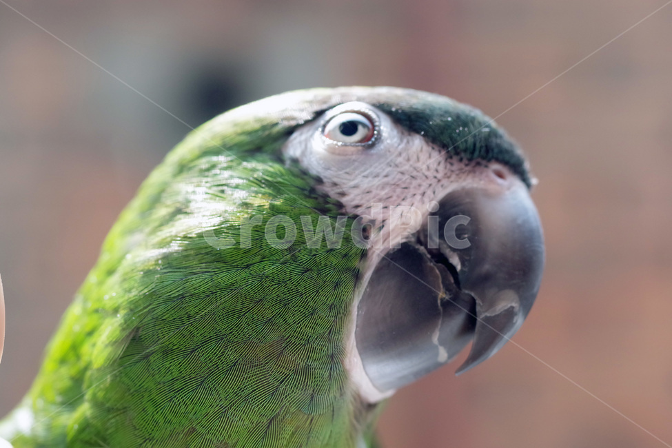 앵무새,봄,동물,조류,한스마카우,퀘이커,PARROT,MACAW,QUAKER,SPRING,동물,animal,조류,새,birds