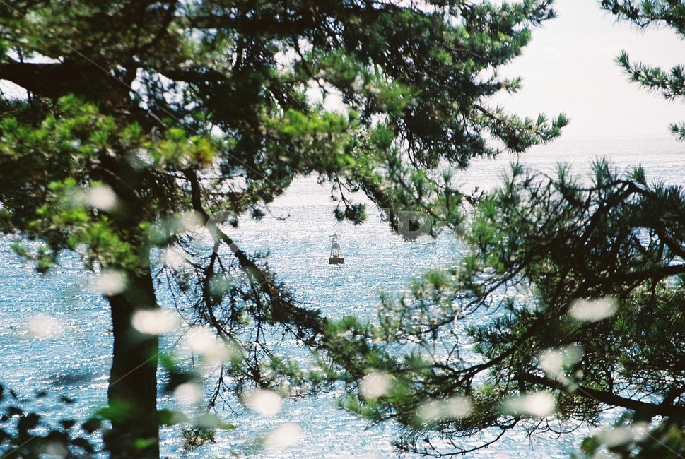 바다,감성사진,빛,동백섬,풍경,풀