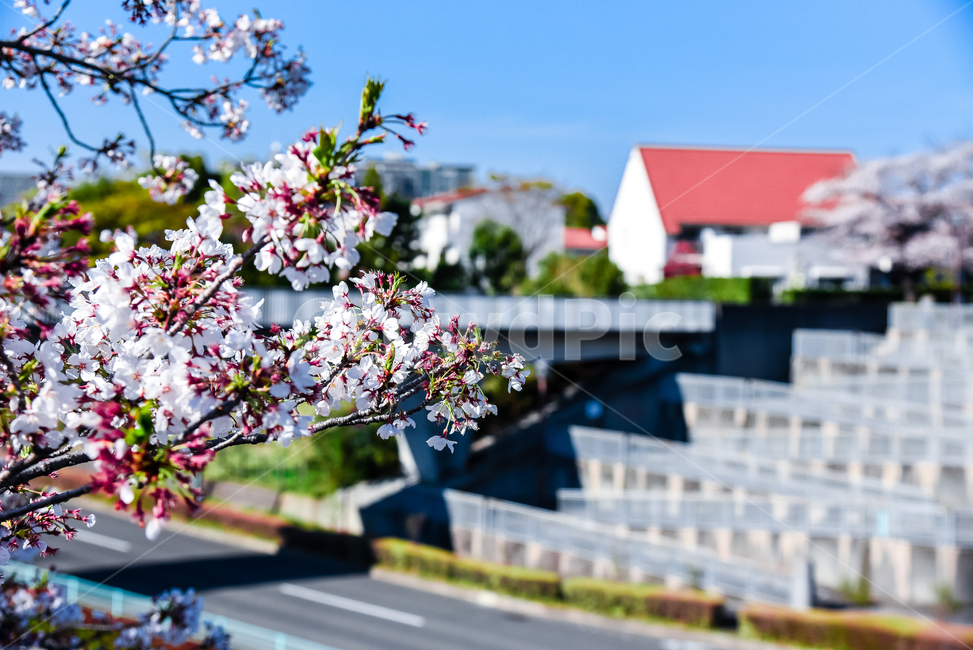 벚꽃,봄,봄꽃,꽃,식물,자연,핑크,핑크색꽃,계절,시즌,spring,春,スプリング,桜,벚나무,봄,계절,spring,season,식물,자연,plants,nature,꽃,flower,plant,blossom